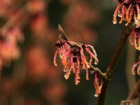 Hamamelis Boehljes Feuerzauber 2016 01 23 9196
